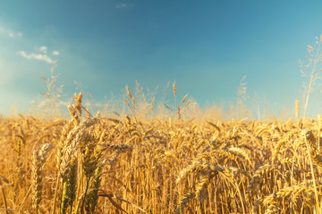 Agricultural fragmental panorama of the wheat field. Ripe wheat and wild flowers close-up. Shallow...
