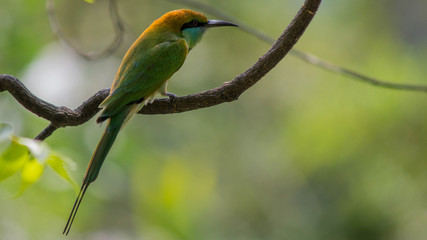 Munia Bird