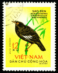 Ukraine - circa 2018: A postage stamp printed in Vietnam shows bird Crested Myna or Acridotheres cristatellus. Series: Birds. Circa 1963.