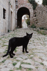 Black cat on pavement in middle of street in old town