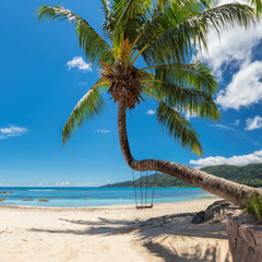 Palm tree on tropical beach in Seychelles, Mahe island. 