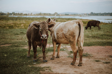 Cow on pasture during autumn morning.(brown color tone photo)
