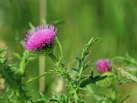 Acker-Distel