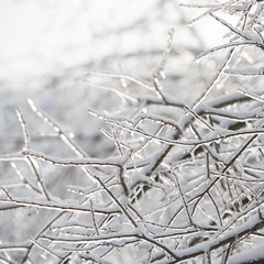 branches of the tree are covered with ice. Winter season. Trees in the countryside.