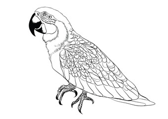 parrot