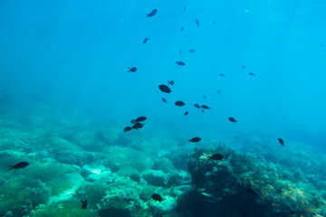 Fototapeta na wymiar Black fish and sun light in underwater. Wild life in sea