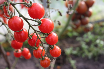 bunch of ripe red cherry