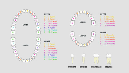 Set of human tooth anatomy, the location of teeth in humans - adult & children, template & concept for dental clinic., vector illustration set, Ai / EPS 10
