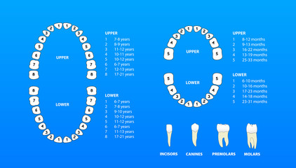 Set of human tooth anatomy, the location of teeth in humans - adult & children, template & concept for dental clinic., vector illustration set, Ai / EPS 10 - 187598395