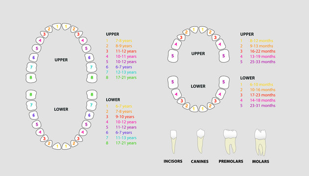 Set of human tooth anatomy, the location of teeth in humans - adult & children, template & concept for dental clinic., vector illustration set, Ai / EPS 10