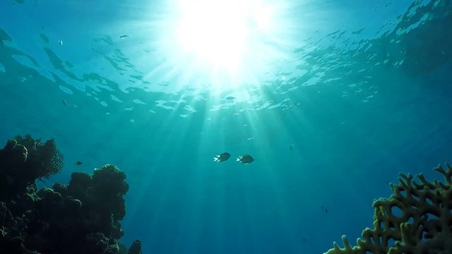 The underwater world screensaver