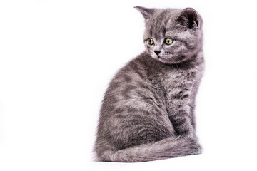 Scottish Straight kitten on white background