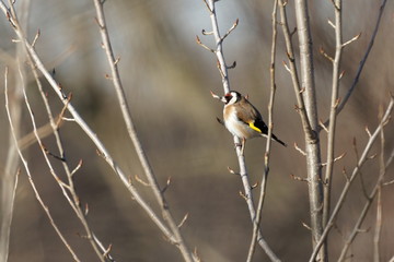 The European goldfinch or goldfinch (Carduelis carduelis) perched on branch  and staring to the left with a natural  background. Ukraine.  2018