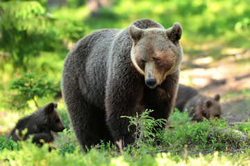 Obraz premium Bear with cubs in forest. Mother bear with cubs. Momma bear with cubs. Bear family in forest.