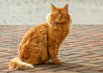 red cat sitting on the road