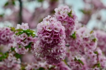 Fototapeta premium 大阪と京都の桜