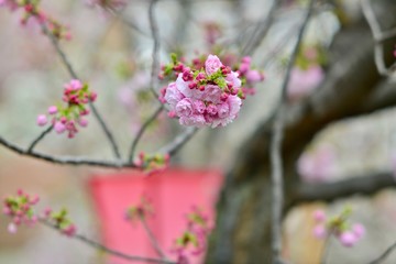 大阪と京都の桜