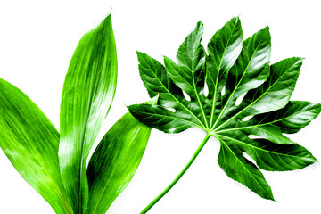 big jungle leafs on white background top view