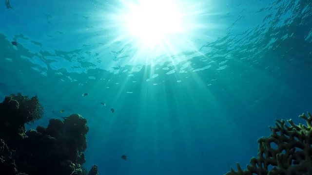Screensaver fish Egypt underwater world