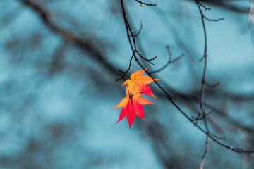 Couple of orange maple leaves on tree branch.