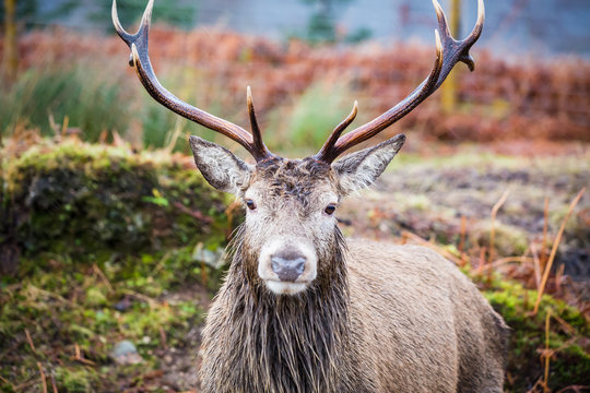 Male stag close up looking at the camera