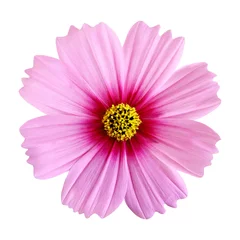 Papier Peint photo Lavable Fleurs Beautiful pink cosmos flower isolated on white background with clipping path.