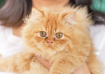 close up brown persian cat looking stare in embrace woman