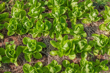 Red leaf lettuce and green leaf lettuce in row in vegetable garden