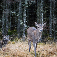 Young deer standing looking at the camera