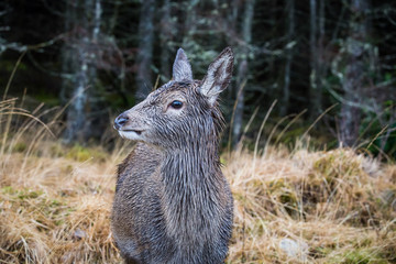 Young deer standing looking right