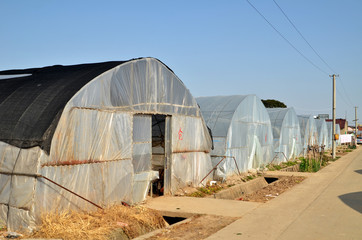 Large greenhouse for plants in the autumn