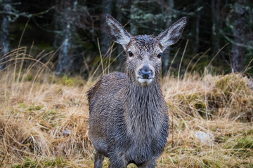 Young deer standing looking at the camera