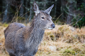 Young deer standing looking left
