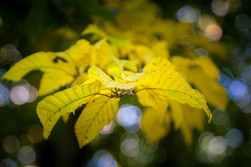 Obraz premium Zweig Laubfärbung im Herbst