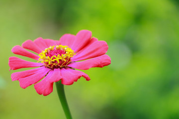 Obraz premium Cosmos sulphureus. pink Cosmos sulphureus in the morning on rainy season. Thailand