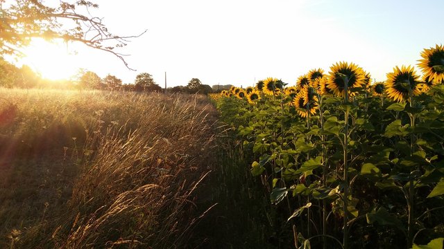 Edge of Sunflower Field near Bergerac