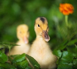 Cute little duckling