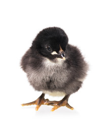 Cute newborn chicken