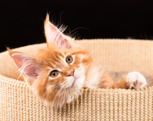 Maine Coon kitten