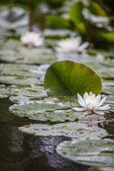 lotus flower in the river on spring time 