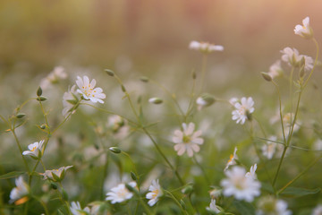 Small white flowers in the meadow abstract background. Macro image with small depth of field.
