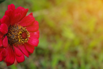 Cosmos sulphureus.  Red Cosmos sulphureus in the morning on rainy season. Thailand