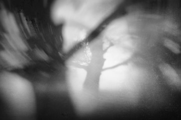 Obraz premium koszmarny las z straszną sylwetką drzew i grungy tekstur