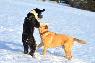 Spielende Hunde im Schnee.