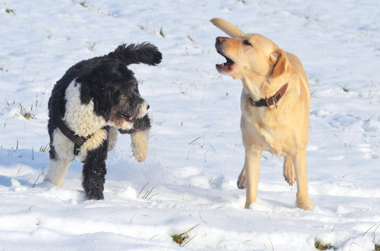 Spielende Hunde im Schnee.