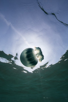 Cannonball jellyfish (Stomolophus meleagris), in ocean, underwater view, La Paz, Baja California Sur, Mexico, North America