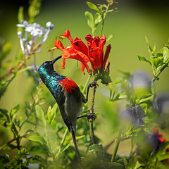 Greater Double-collared Sunbird on flower