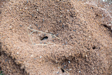 ant nest or home on the red rocket
