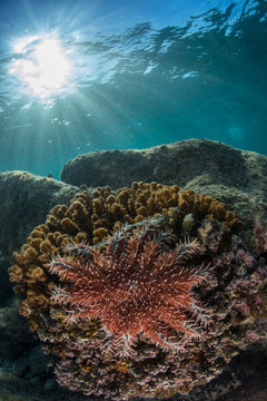 Crown-of-thorns starfish, La Paz, Baja California Sur, Mexico