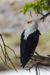 African fish eagle in Kruger National park, South Africa